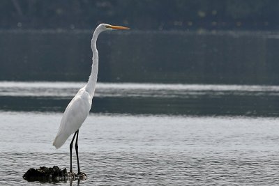 IMG_0484 copy.jpg