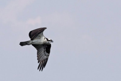 IMG_0499 copy.jpg