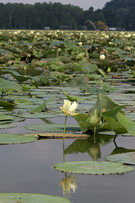 IMG_0595 copy.jpg