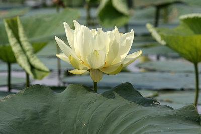 IMG_0659 copy.jpg