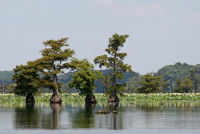 IMG_5011 COPY.jpg