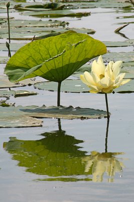 IMG_5235 copy.jpg