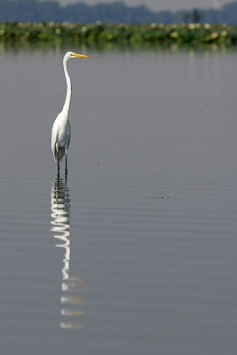IMG_9934 copy.jpg
