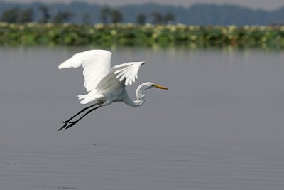 IMG_9935 copy.jpg