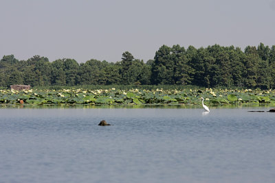 IMG_9954 COPY.jpg