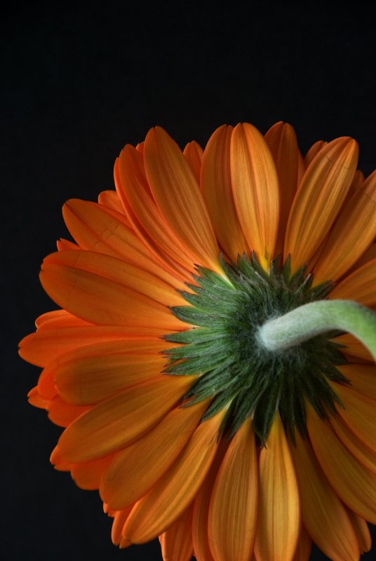 Rear View Gerbera
