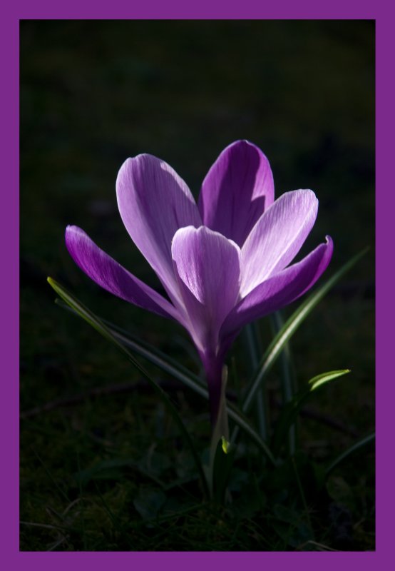 Crocus