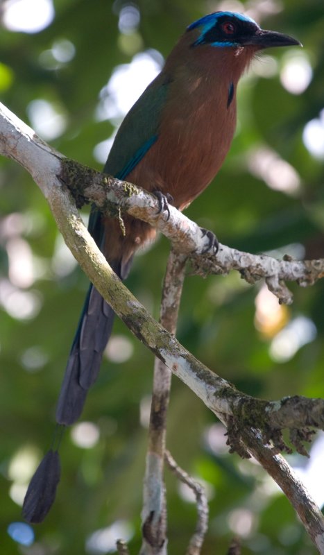 blue crowned mot mot