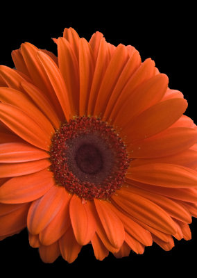 Gerbera