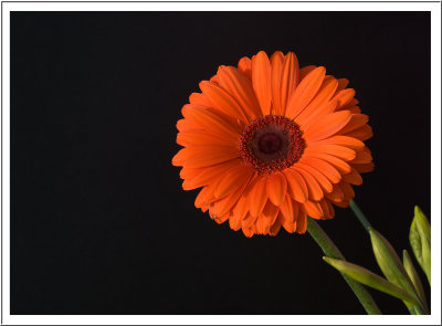 Gerbera and Dafodils