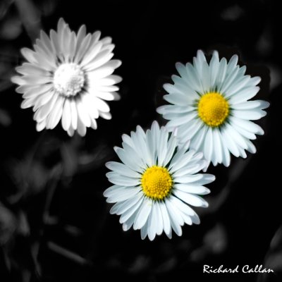 Daisy, Daisy
