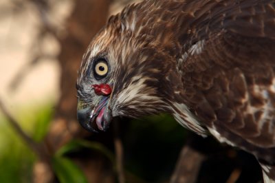 Gory Hawk Photos