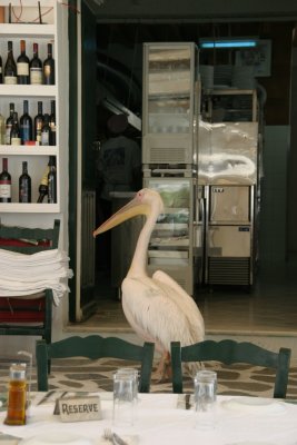 Petros, the Pelican in Mykonos