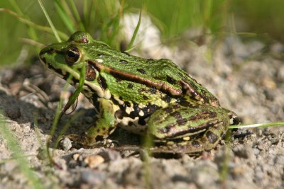 Frog in Poland
