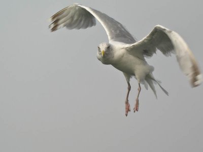 Seagull following a ferry in Holland