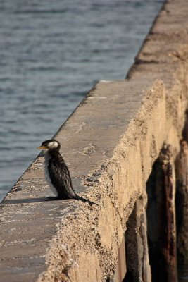 Bird on a jetty
