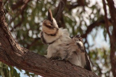 Kookaburra after a Bath