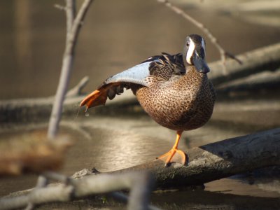 Blue-winged Teal (male )