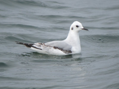 Bonaparte's Gull ( first winter )