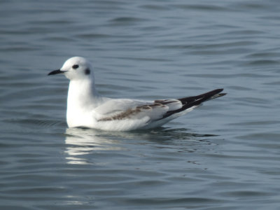 Bonaparte's Gull ( first winter )