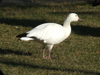 Snow Goose
