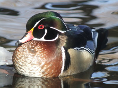 Wood Duck Male