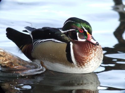 Wood Duck Male