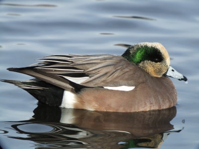 American Wigeon (male)
