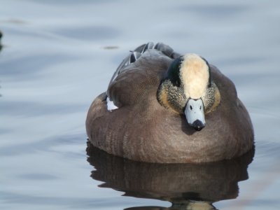 American Wigeon (male)