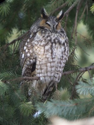 Long-eared Owl ( male )