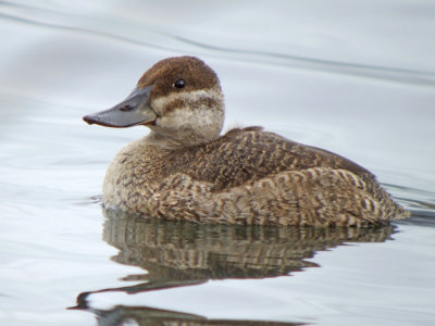 Ruddy Duck (female )