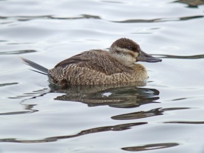 Ruddy Duck (female )