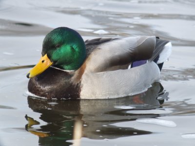 Mallard  (male )