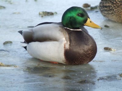 Mallard  (male )