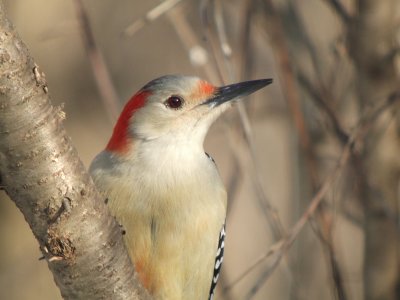 Red-bellied Woodpecker ( female )
