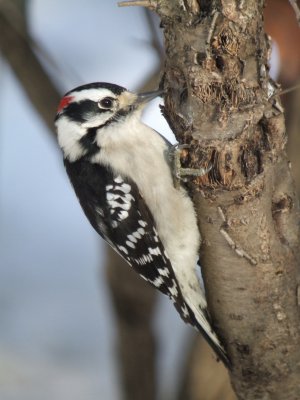 Downy Woodpecker ( male ) eastern