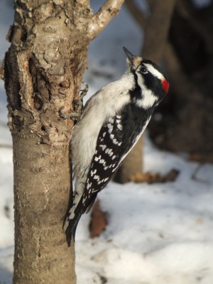Downy Woodpecker ( male ) eastern