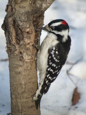 Downy Woodpecker ( male ) eastern