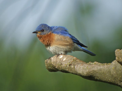 Eastern Bluebird