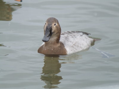 Canvasback (female)