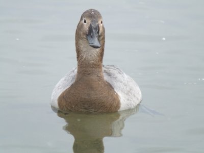 Canvasback (female)
