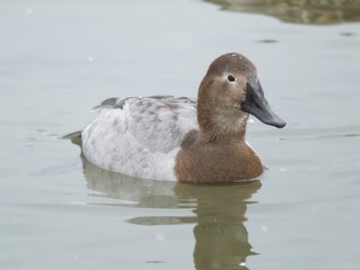 Canvasback (female)