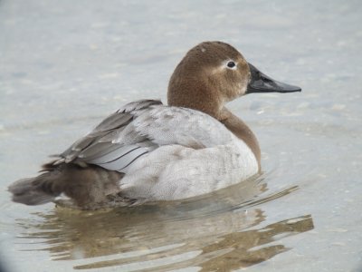 Canvasback (female)
