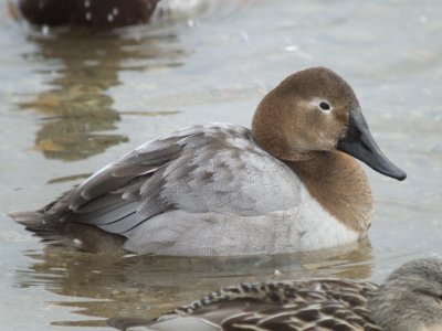 Canvasback (female)