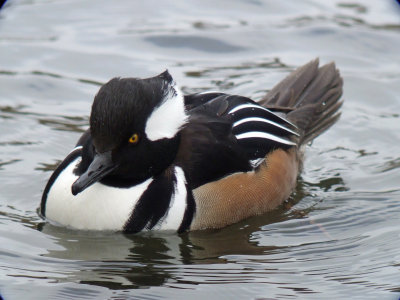 Hooded Merganser ( male )