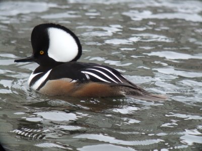 Hooded Merganser ( male )