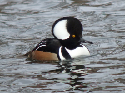 Hooded Merganser ( male )