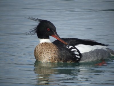 Red-breasted Merganser