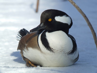 Hooded Merganser ( male )