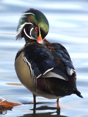 Wood Duck Male